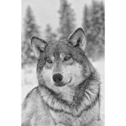 Das Geheime Wissen Der Wölfe - Sachbuch -Outdoor Ausrüstungsgeschäft 5637579457 c das geheime wissen der woelfe 24